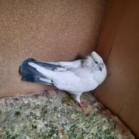 کفتر