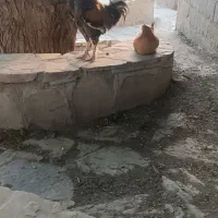 خروس دورگه