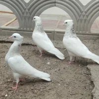 طوقی هفت رنگ