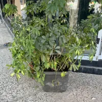 ۲عدد درخچه سرحال