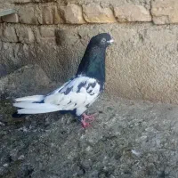 سینه نر