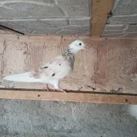 یه کبوتر هما سرور ماده