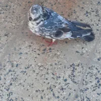 کبوتر تهرانی