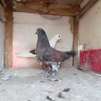 جوجه پرشی.نر پرشی