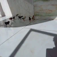 جوجه