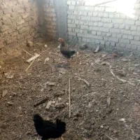 مرغ گلین