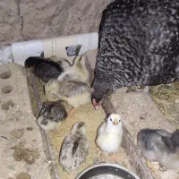 مرغ و جوجه