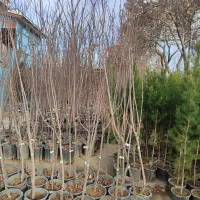 نهال ریشه پرس لیبل دار