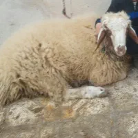 قصابی و ذبح گوسفند
