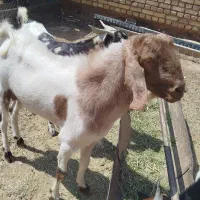 چپش دبر یک ساله
