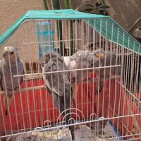 عروس هلندی