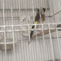 سهره ماده جوجه قفس