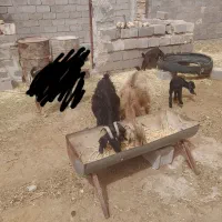 گوسفند|حیوانات مزرعه|بجستان, |دیوار
