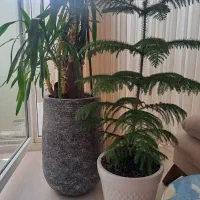 تعویض گل و گلدون