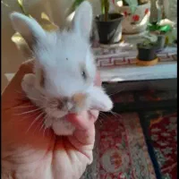 زیباترین نژاد بچه خرگوش نژاد ترکیبی لاین هد و لوپ