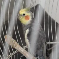 عروس هلندی نر