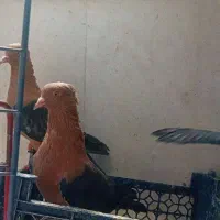 آرشینگل کت سیاه سینه پرتغالی-جوجه