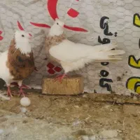 کبوتر .
