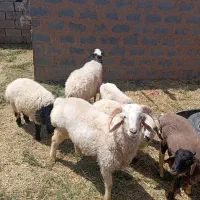 گوسفند