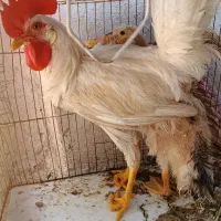 خروس سفید