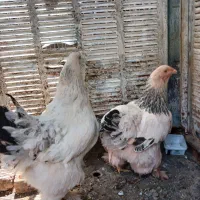 مرغ برهما