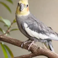 پرنده