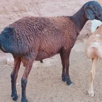 بره چینی