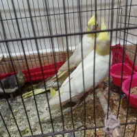 جوجه|پرنده|بندرعباس, |دیوار