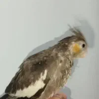 عروس هلندی گم شده