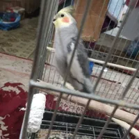عروس هلندی