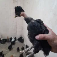 جوجه ۷۵ روزه گلپایگانی