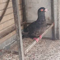 زاغ