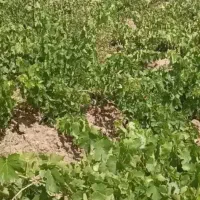 باغ-انگور-در-صالح-اباد