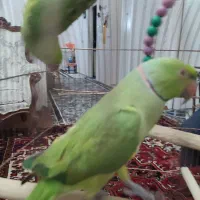 جفت ملنگو مولد.عروس جفت مولد