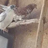 نروماده گرگی پرشی بازی دار