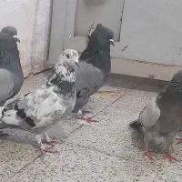 کبوتر اصفهانی