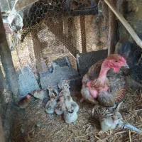 مرغ گردن لختی و جوجه