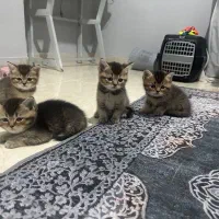 واگذاری گربه برتیش