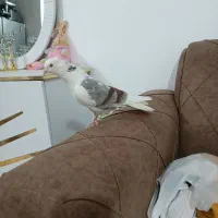کبوتر. پرشی