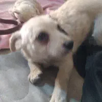 سگ ۶ماهه واکسن زده