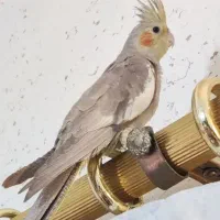 عروس گم شوده