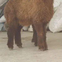 بره نر گوسفند
