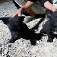سگ پاکوتاه و ژرمن