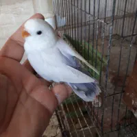 جوجه طوطی برزیلی بالفالو ،مرغ عشق پروانه ای، گلدین