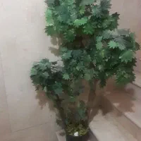 درختچه خارجی