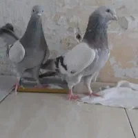 کفتر پر
