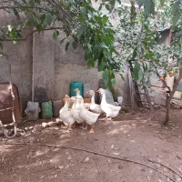 قوغاز لیندا