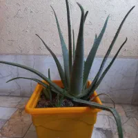 گل آلوئه ورا بسیار شاداب وسرحال