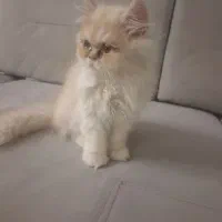 بچه گربه سه ماه پرشین نر