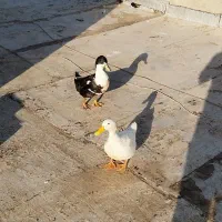 اردک نر و ماده